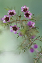 Waxflower, Hoya bella.