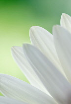 Daisy, Ox-eye daisy, Leucanthemum vulgare.