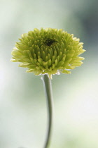 Chrysanthemum, Chrysanthemum 'kermit'.