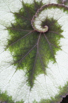BegoniaEscargot, Begonia 'Escargot'.