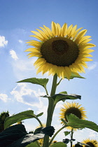 Sunflower, Helianthus.