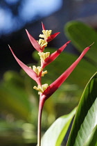 Heliconia, Heliconia.