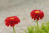 Zinnia.