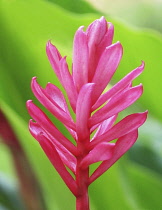 Red Ginger, Alpinia purpurata.