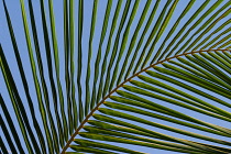 Palm, Date palm, Phoenix.