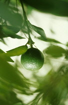 Lime, Citrus aurantiifolia.