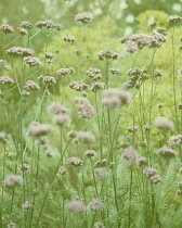 Verbena, Brazilian verbena, Verbena bonariensis.