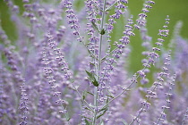 Russian sage, Perovskia 'Blue Spire'.