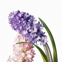 Hyacinth, Hyacinthus orientalis.
