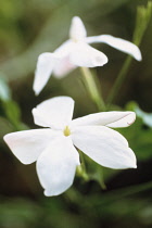 Jasmine, Jasminum officinale.