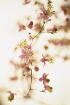 Meadow Rue, Thalictrum delavayi.