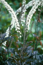 Cohosh, Bugbane, Cimicifuga simplex 'Brunette'.