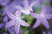 Isotoma, Solenopsis axillaris.