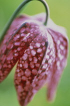 Fritillary, Snake's head fritillary, Fritillaria meleagris.