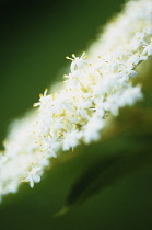 Elder, Sambucus nigra.