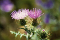 Thistle, Cirsium.