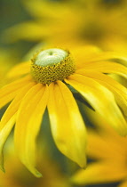 Coneflower, Black-eyed Susan, Rudbeckia 'Prairie sun'.