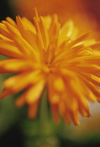 Marigold, Calendula 'Porcupine'.