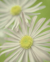 Aster, Aster x frikartii.