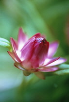 Strawflower, Helichrysum breacteatum.