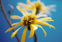 Golden Groundsel, Ligularia dendata 'Desdemona'.