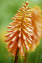 Red Hot Poker, Kniphofia 'Coral flame'.