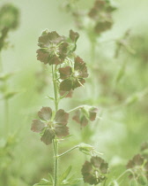 Geranium, Mourning widow, Geranium phaeum.