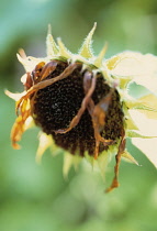 Sunflower, Helianthus annuus.