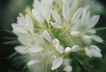 Spiderflower, Cleome, Cleome hassleriana.