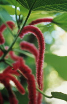 Love-lies-bleeding, Amaranthus caudatus.