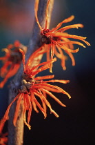 Witch Hazel, Hamamelis x intermedia 'Jelena'.