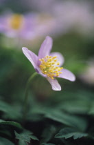 Anemone, Wood anemone, Anemone nemorosa.