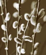 Pussy Willow, Salix caprea.