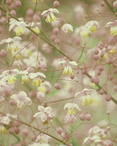 Meadow Rue, Thalictrum delavayi.