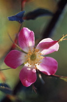 Rose, Rosa glauca.