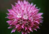 Chive, Allium schoenoprasum.