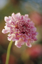 Scabious, Scabiosa 'Summer Sundae'.