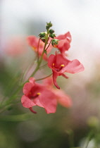 Diascia, Diascia 'Rose Queen'.