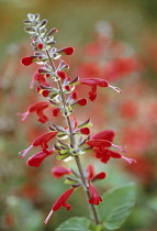 Sage, Scarlet sage, Salvia coccinea 'Lady in Red'.