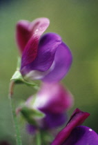 Sweetpea, Lathyrus odoratus 'Matucana'.