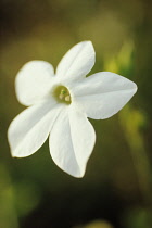 Tobacco Plant, Nicotiana 'Fragrant Cloud'.