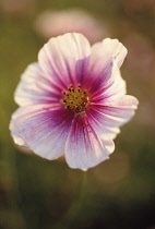 Cosmos, Cosmos bipinnatus 'Daydream'.