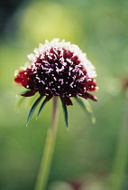 Scabious, Scabiosa atropurpurea 'Chile Black'.