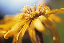Golden Groundsel, Ligularia dendata 'Desdemona'.