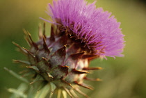 Cardoon, Cynara cardunculus.