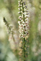 Loose strife, Lysimachia ephemerum.