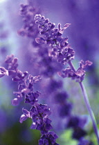 Sage, Mealy sage, Salvia farinacea 'Victoria'.