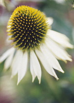 Echinacea, Purple coneflower, Echinacea purpurea 'White swan'.