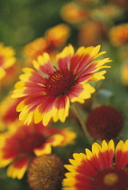 Blanketflower, Gaillardia 'Goblin'.