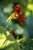 Nasturtium, Tropaeolum 'Jewel of Africa'.